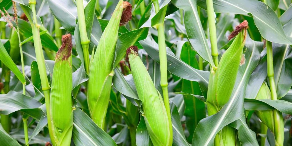 Boosting Agriculture